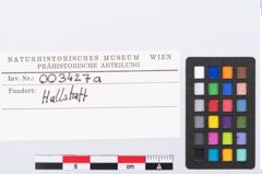 Etikett zu Tierknochen (NHMW-PRAE-003427a)